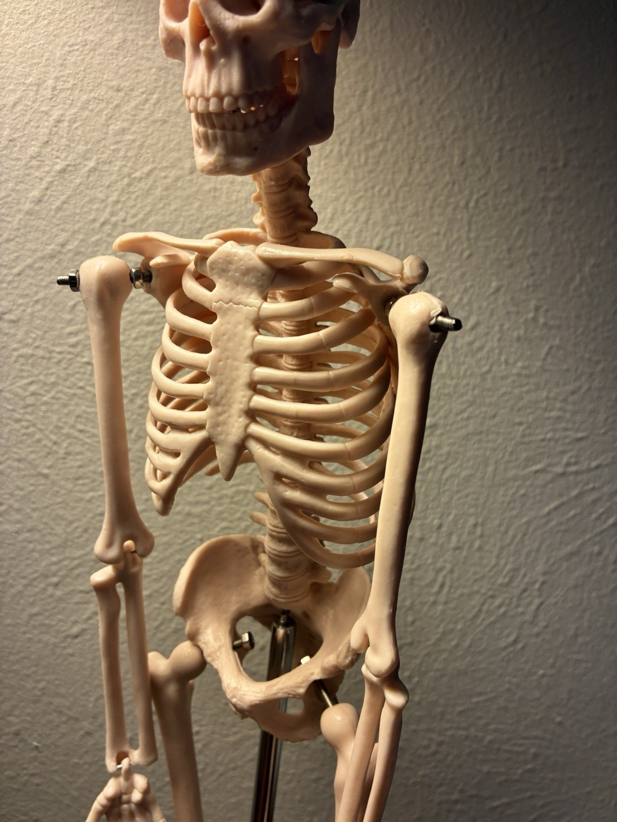 16.5 “ Anatomical Skeleton Model with Movable Arms Ideal for Teaching & Display