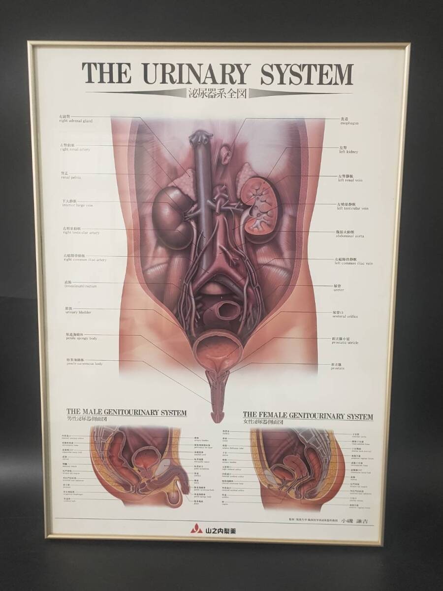 The Urinary System Framed Medical Anatomical Poster, 20×14.5 in Wall Diagram