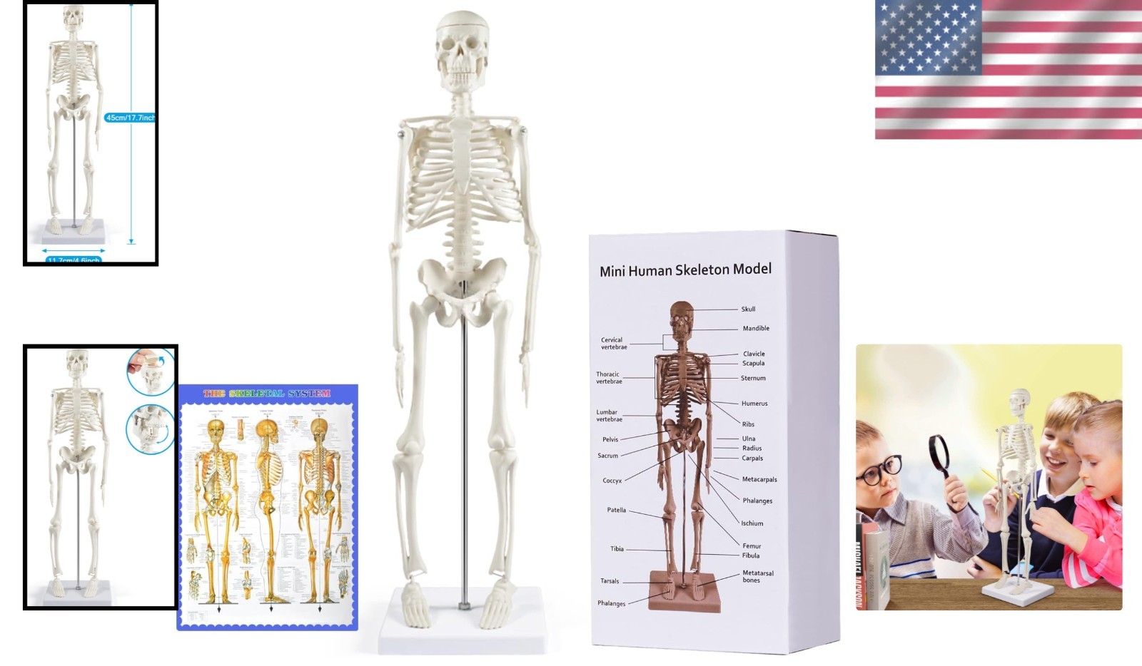 17.7” Realistic Human Skeleton Model with Movable Limbs for Anatomical Study