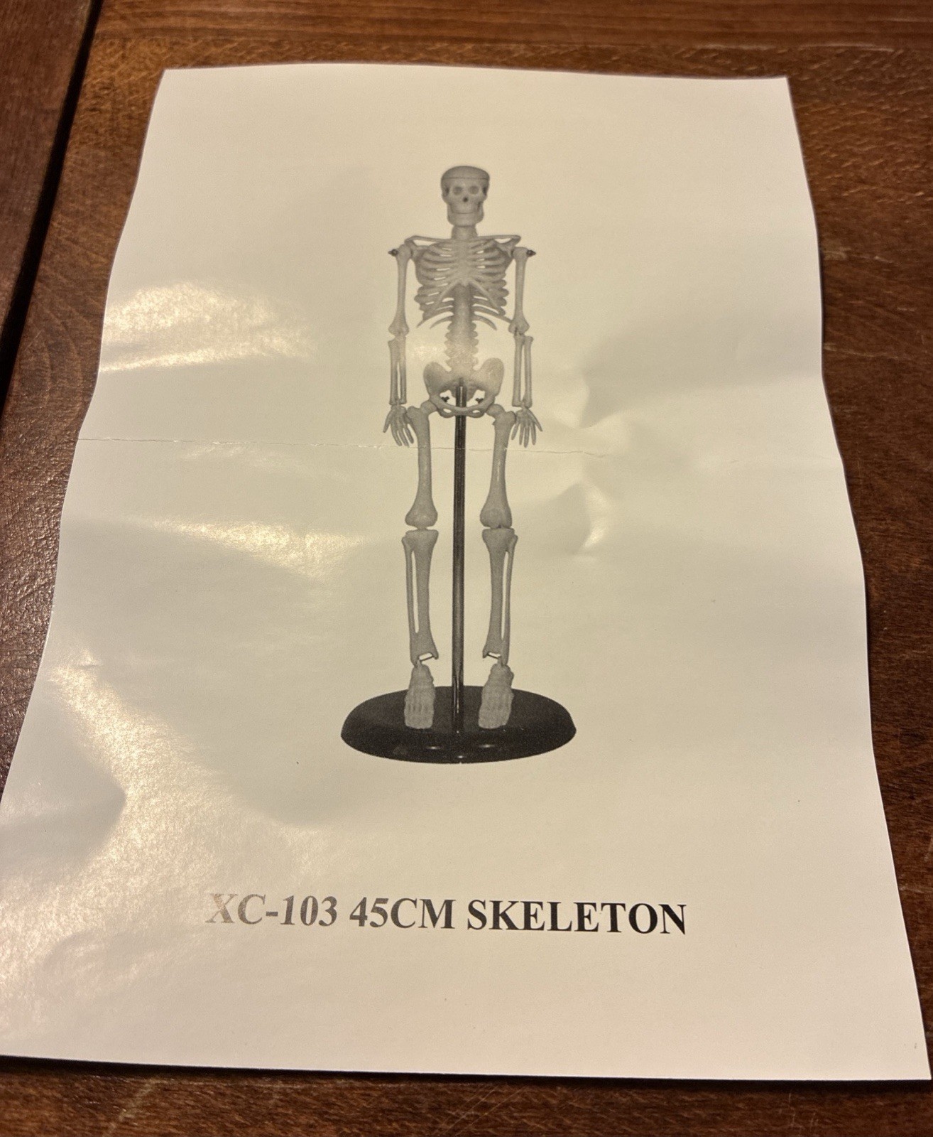 16.5 “ Anatomical Skeleton Model with Movable Arms Ideal for Teaching & Display