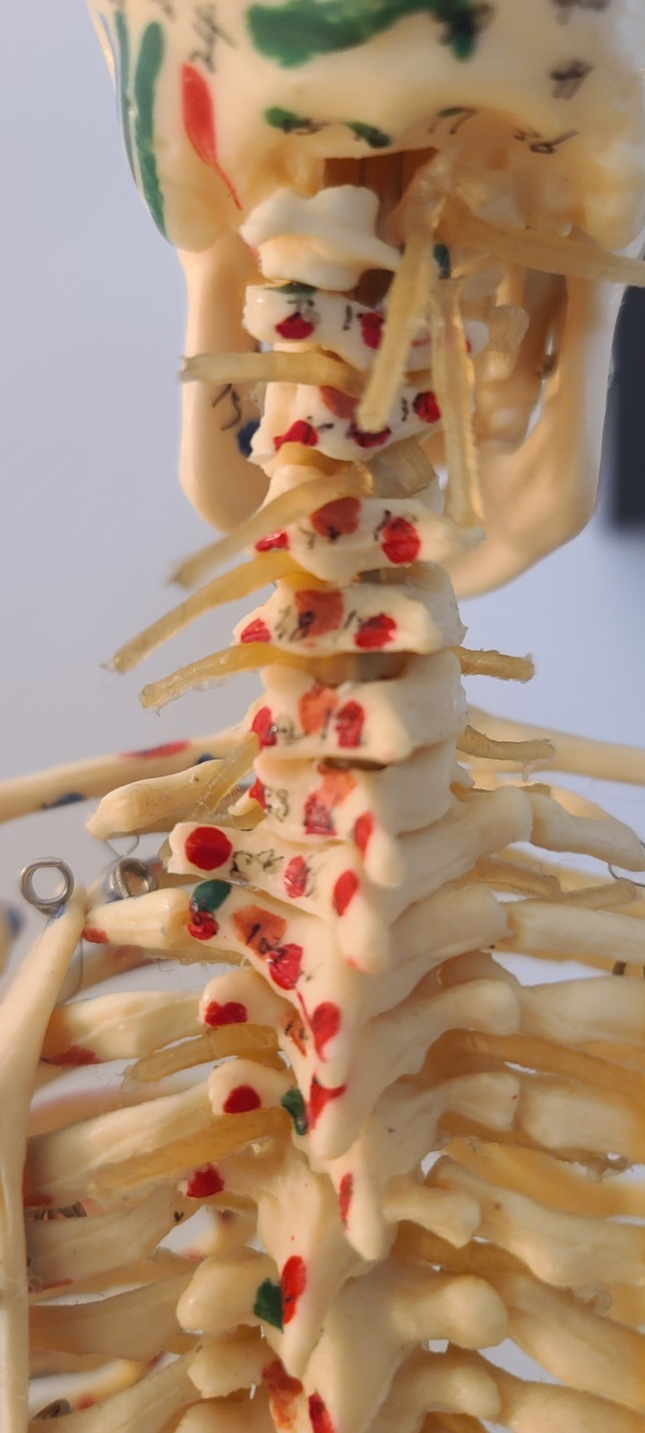 VINTAGE MEDICAL MODEL 27″ SKELETON ON METAL STAND