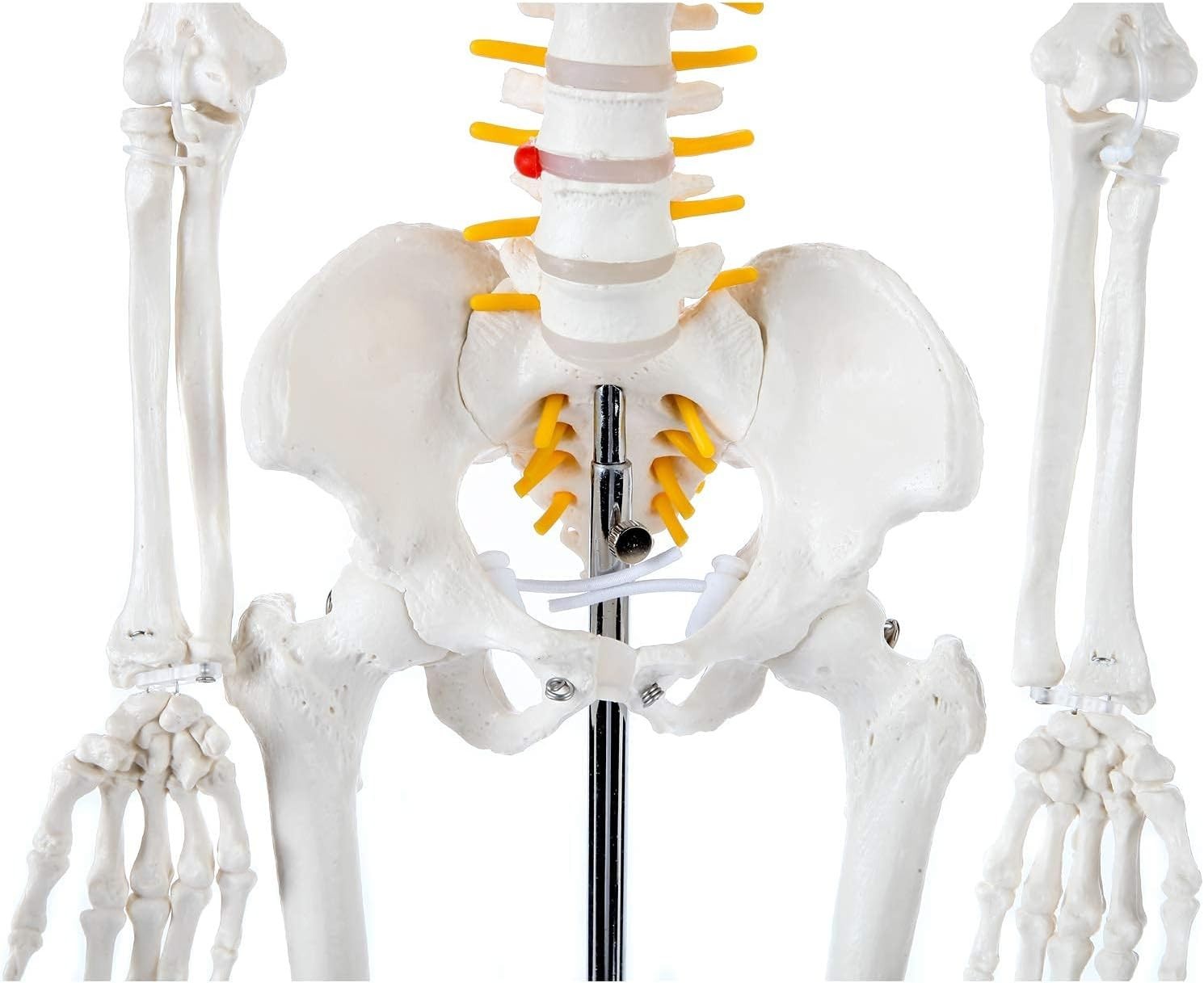 Miniature Human Skeleton Model with Metal Stand 31 Inch Removable Limbs Study