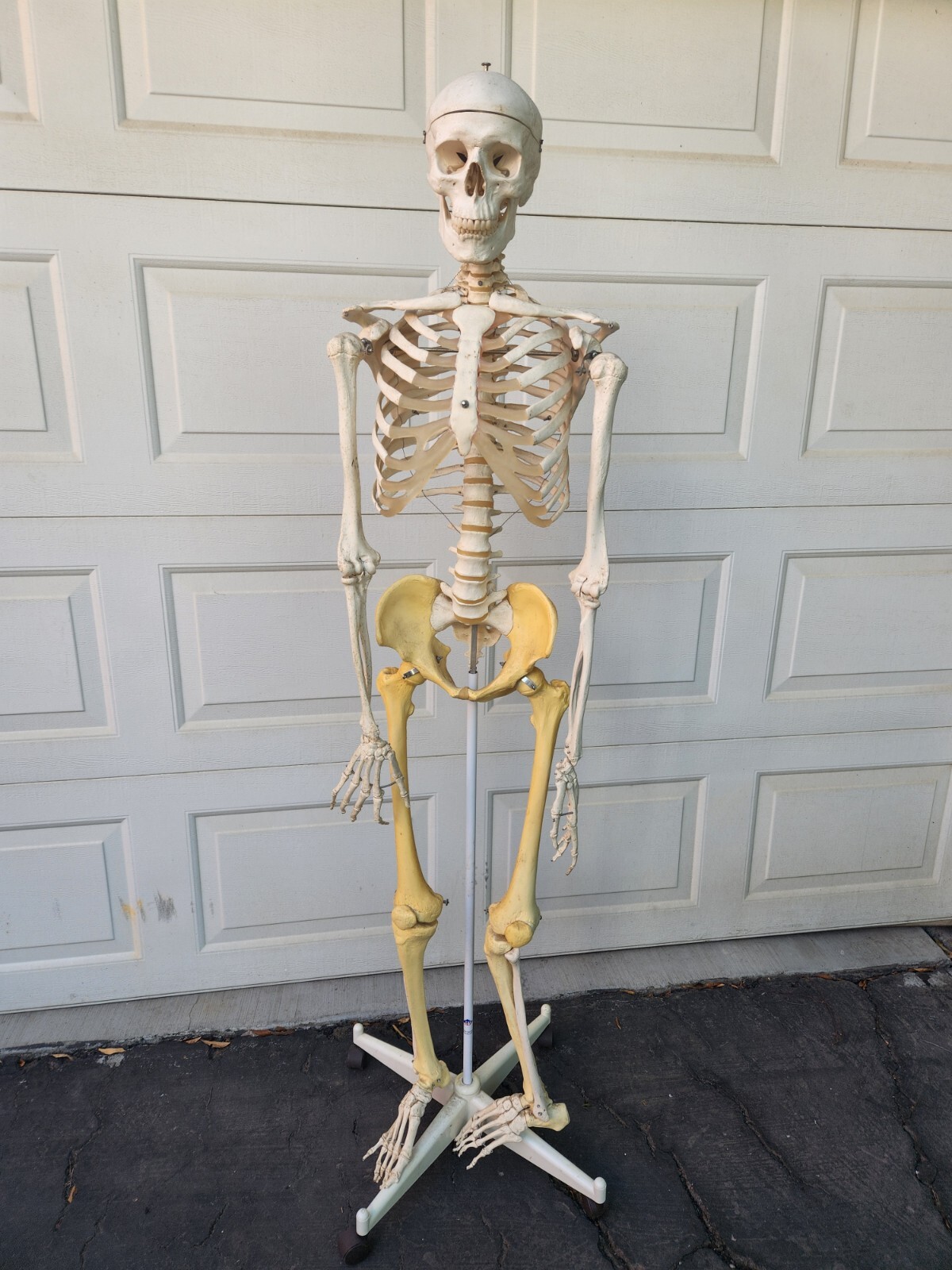 3B Scientific Standard 5′ 6″ Human Skeleton w/Pelvic Rolling Stand Halloween