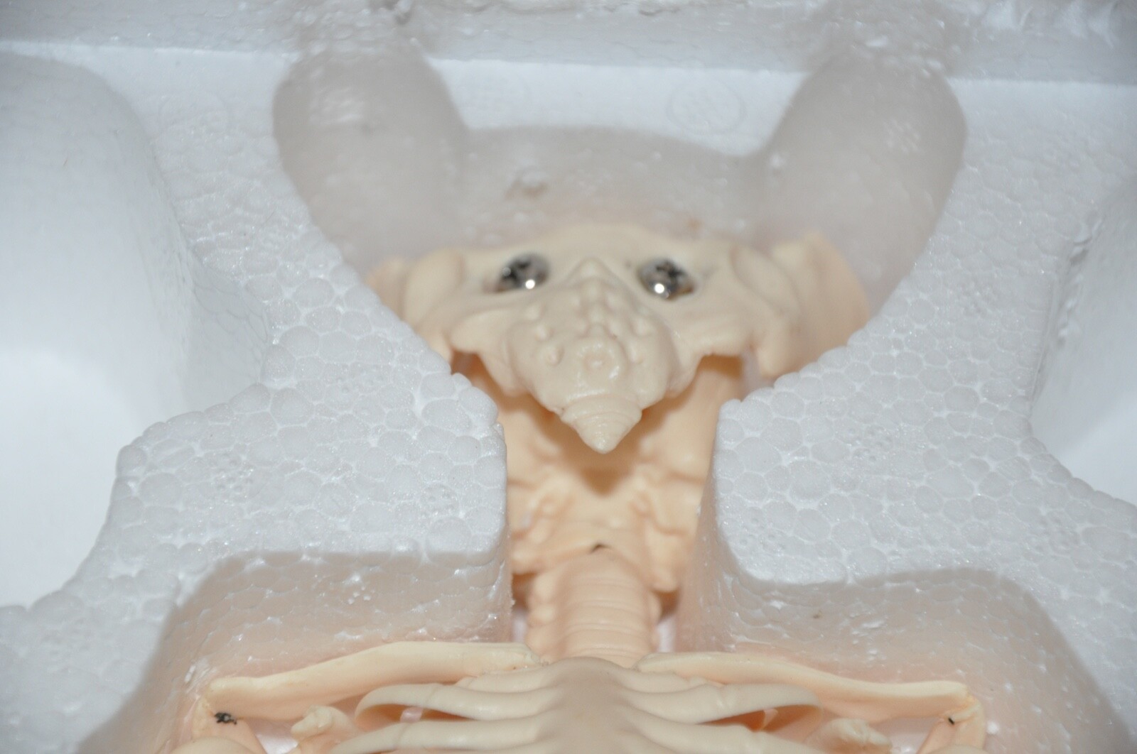 Veterinary Anatomy Bat Skeleton Display Teaching Model with stand Halloween