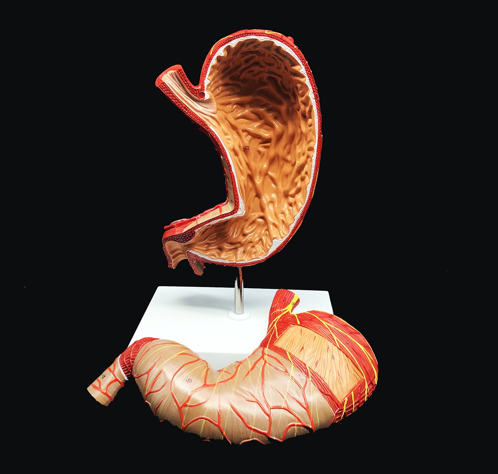 Human Stomach Model 1.5X Enlarged Anatomical Model Anatomy for Science Classroom