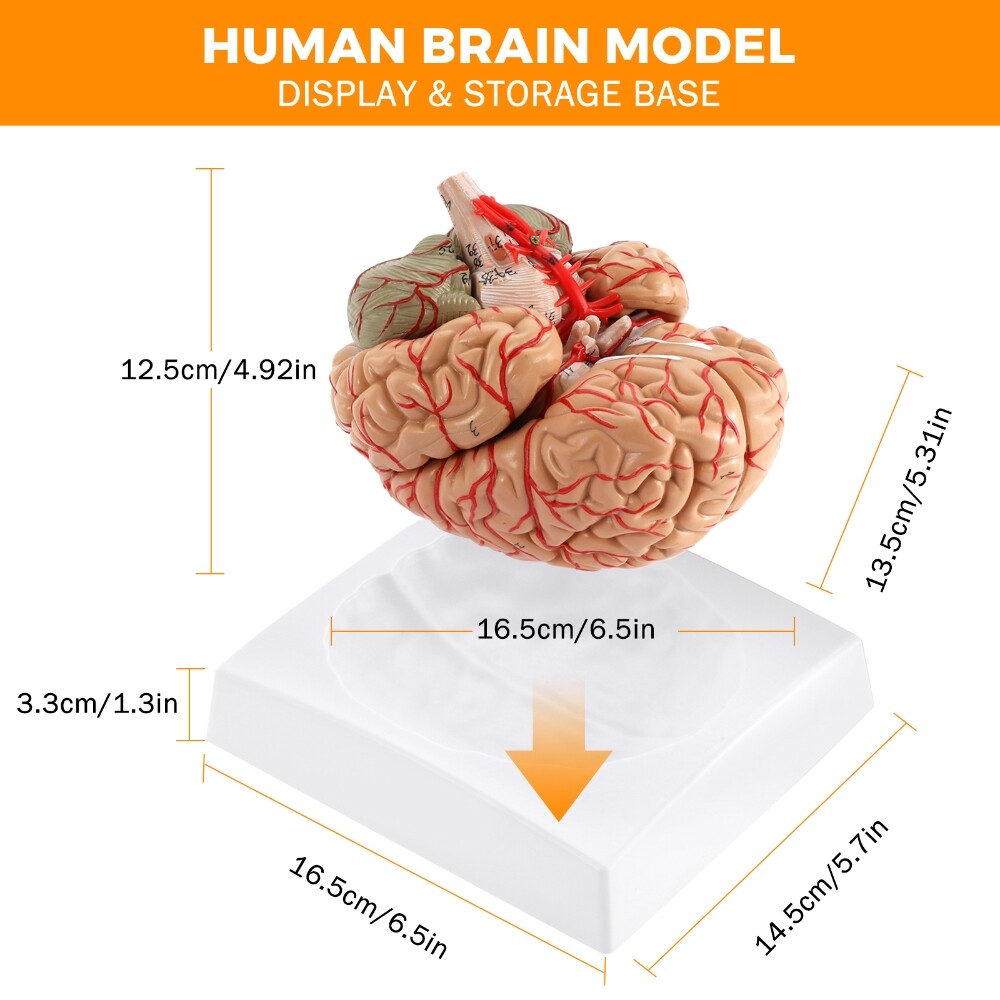 Anatomically Accurate 8-Part Human Brain Model Anatomy Science Teaching Medical