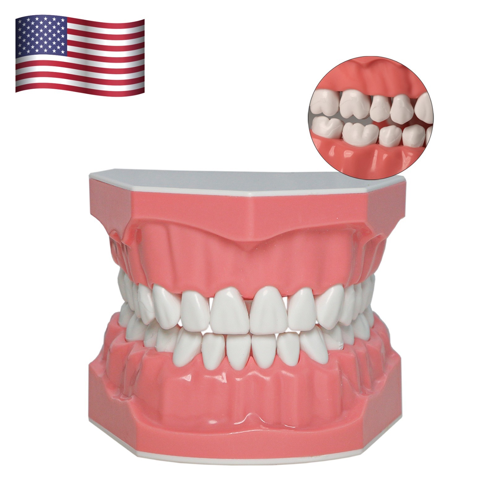 Dental Teeth Model Standard 1:1Brushing Flossing Practice Teaching Model M7010-1