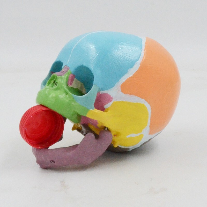 1:1 Size Medical Science baby infant Skull Anatomical Model