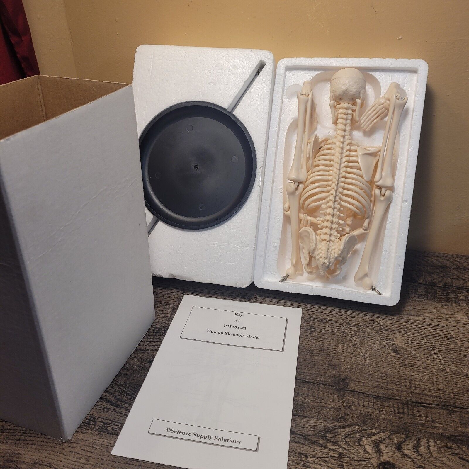17″Human Skeleton HALLOWEEN Anatomy Model Science Classroom Skeleton Model Tool