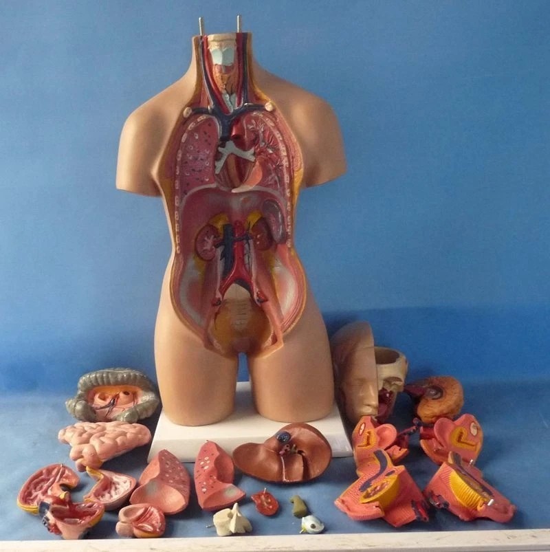 Human Torso 55cm Model Assembled Medical Human Anatomy Body Educational Science