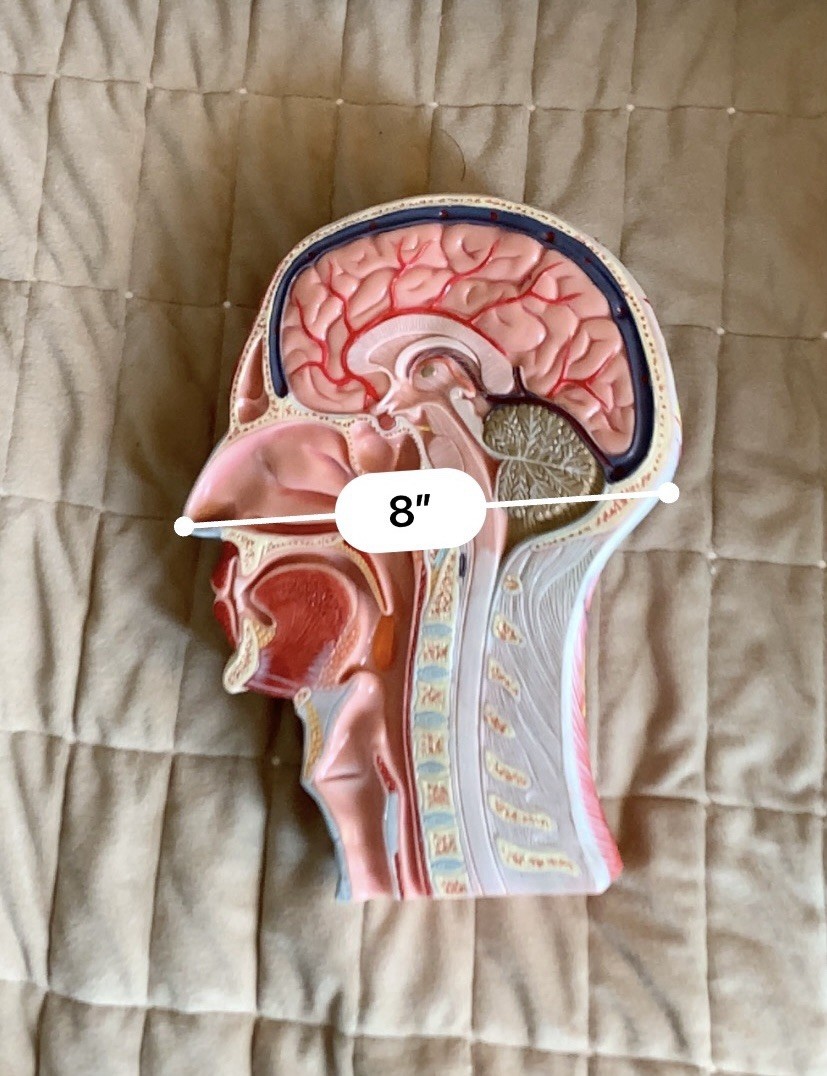 Human Half Head Anatomy Model Life Size Neurovascular Medical Teaching Aid