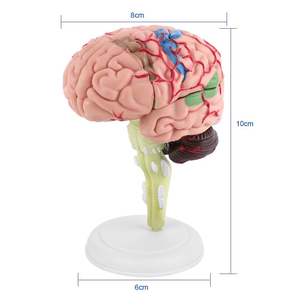 Anatomical Brain Model High Quality Assembling Tool Training Premium