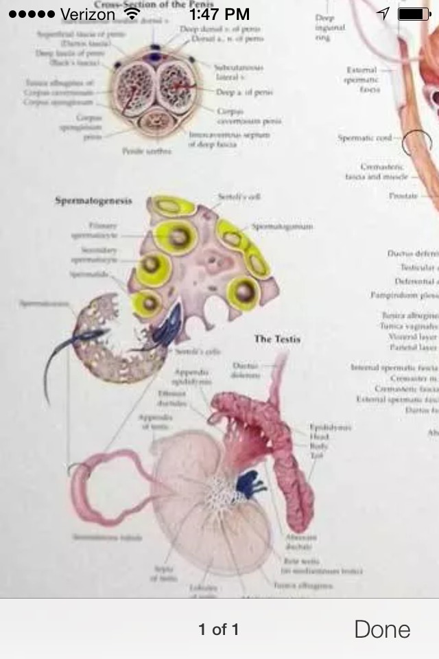 Male Reproductive Wall Chart / Poster (…with Brass Grommets for Hanging)