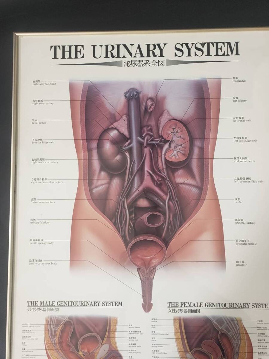 The Urinary System Framed Medical Anatomical Poster, 20×14.5 in Wall Diagram