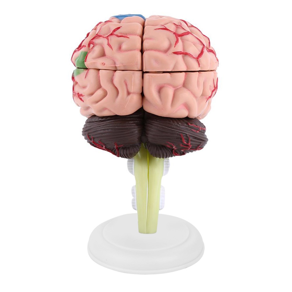 Anatomical Brain Model High Quality Assembling Tool Training Premium