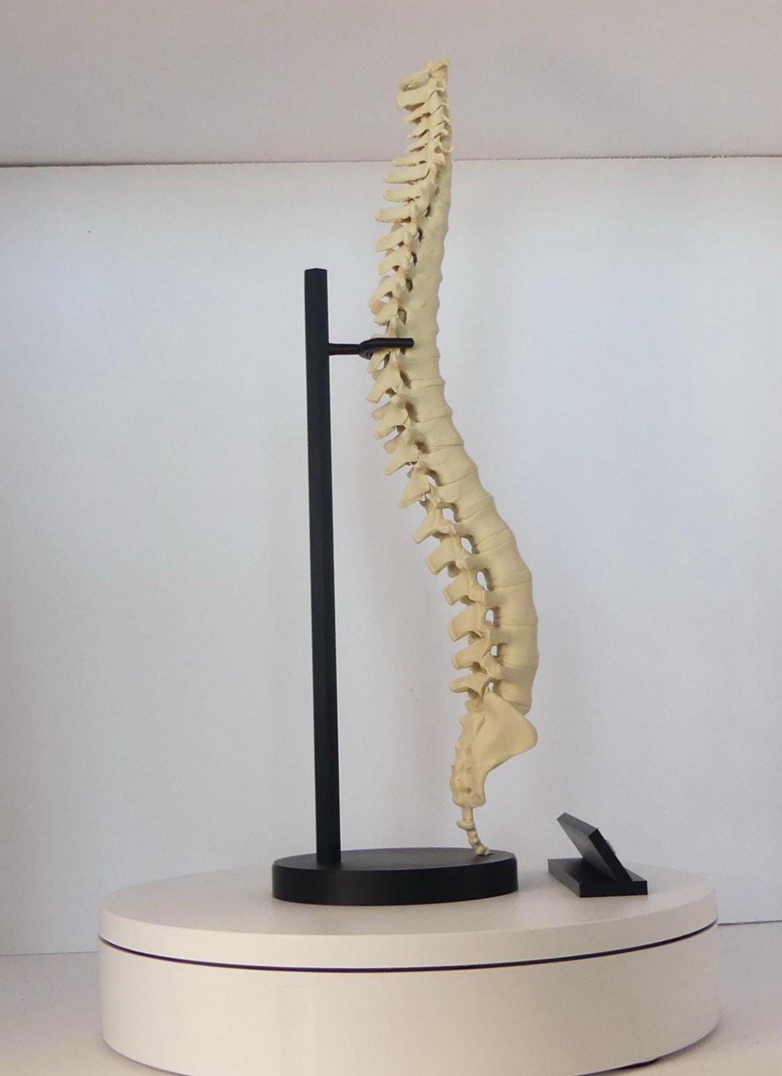 Spine Anatomical Model – Vertebral column Replica, Desk art for chiropractors