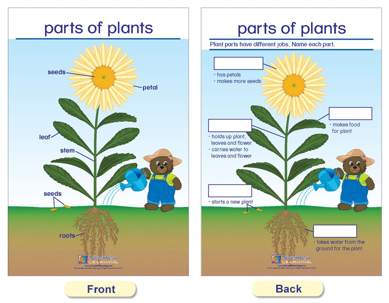 Newpath Learning Newpath All About Plants Bulletin Board Charts – English