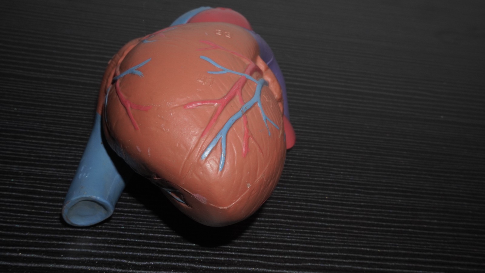 Anatomical Human Heart Model Numbered Labeled Parts – Medical Science Teaching