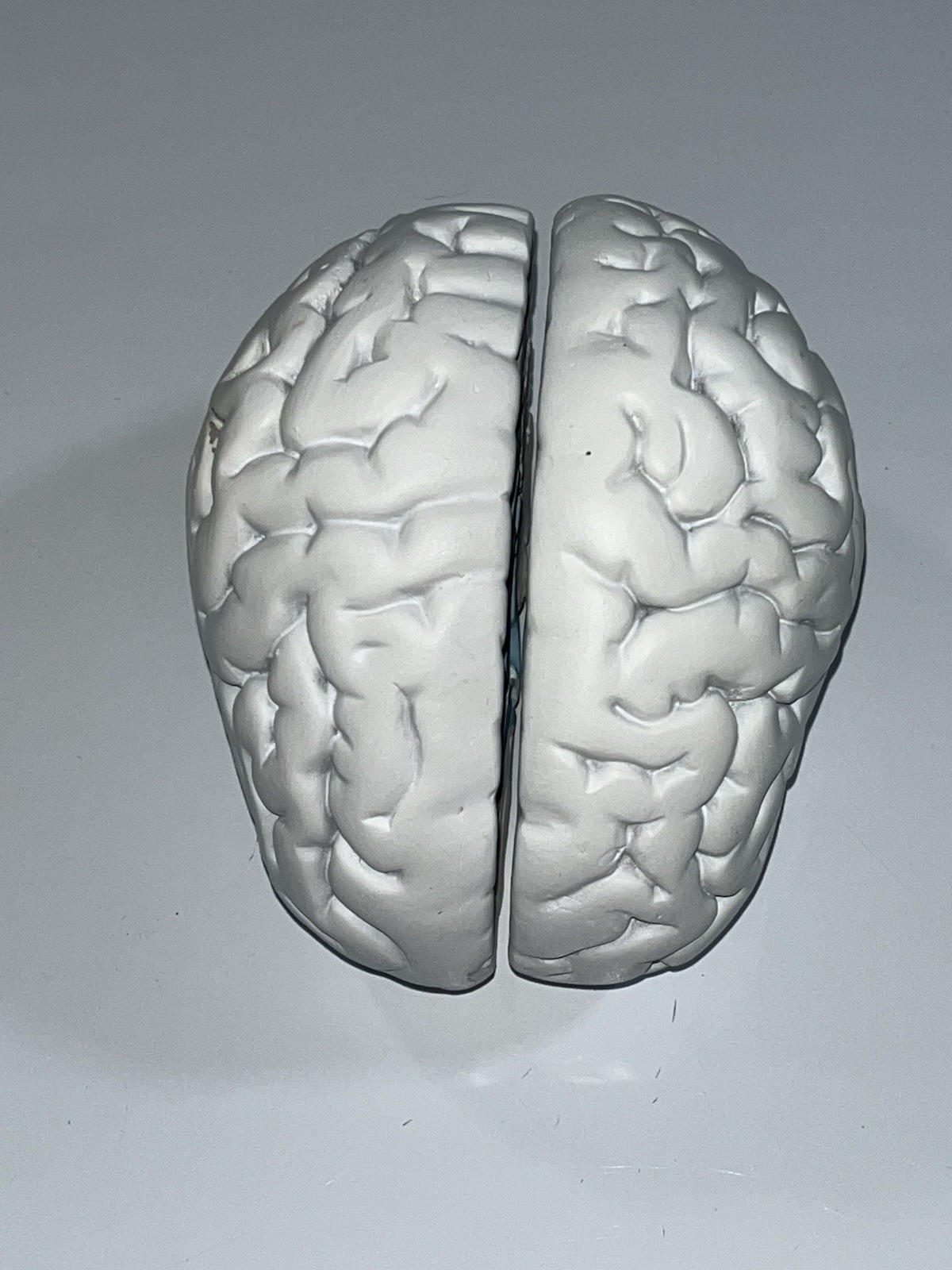 Scientific Model Human Brain 2-part, Display, Paint Your Way, Classroom, Study