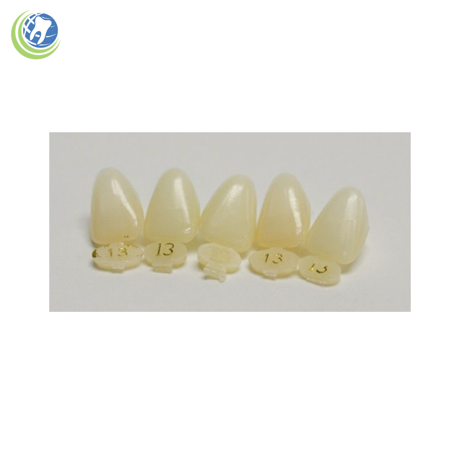 Tooth #8 Upper Right Central Anterior (URC) Polycarbonate Temporary Crown Refill