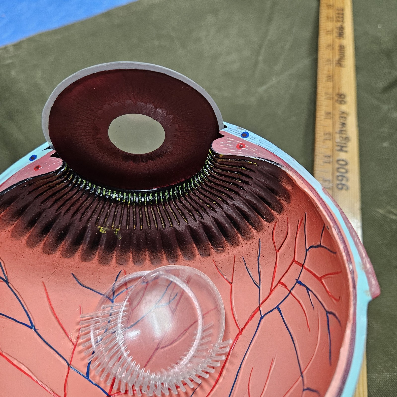 Human EYE Model Anatomy 7 Part Anatomical Eye Model w/ Base Doctor’s Office