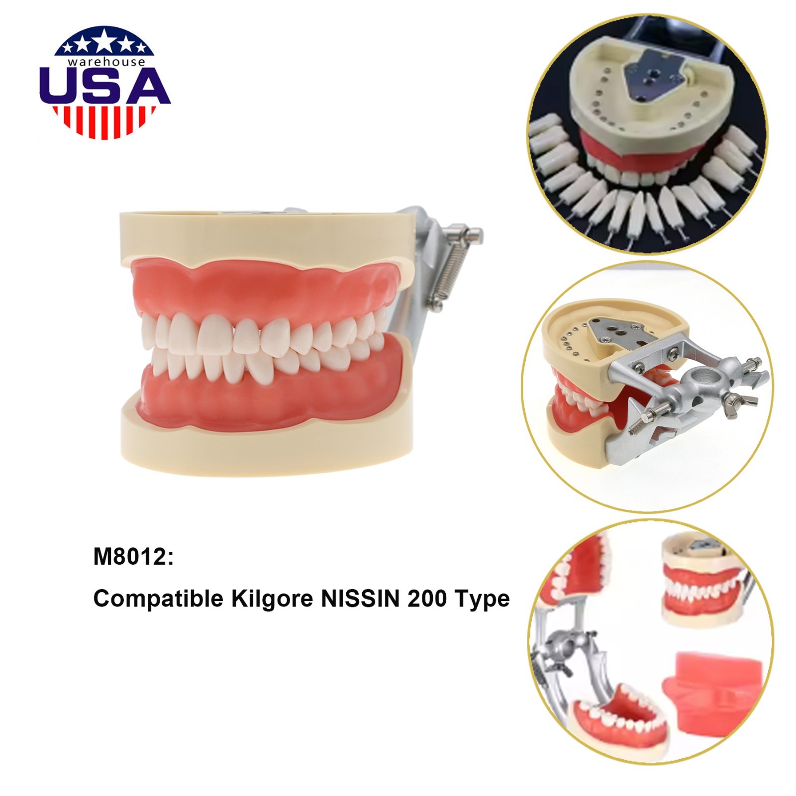 Kilgore Nissin 200 Type Dental 32pc Typodont Model Removable Teeth Mounting Pole
