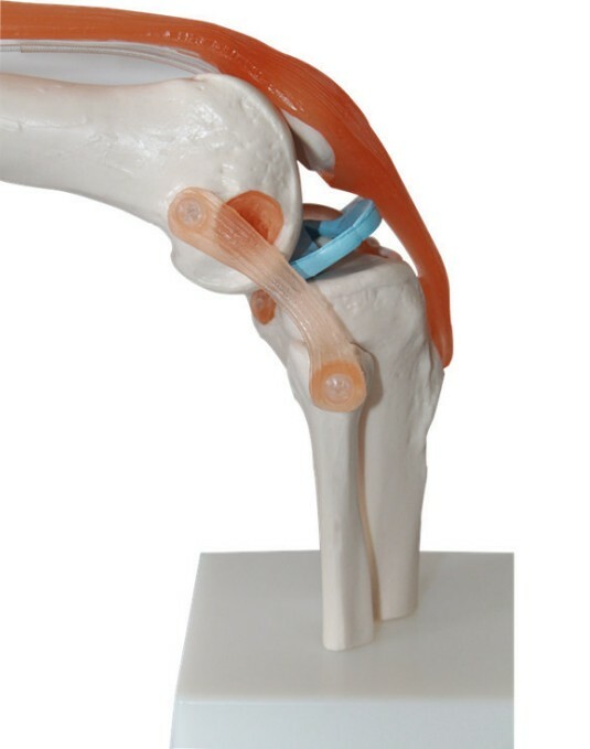 Human Life-Size Knee Joint Anatomical Model With Ligament Medical Anatomy Model