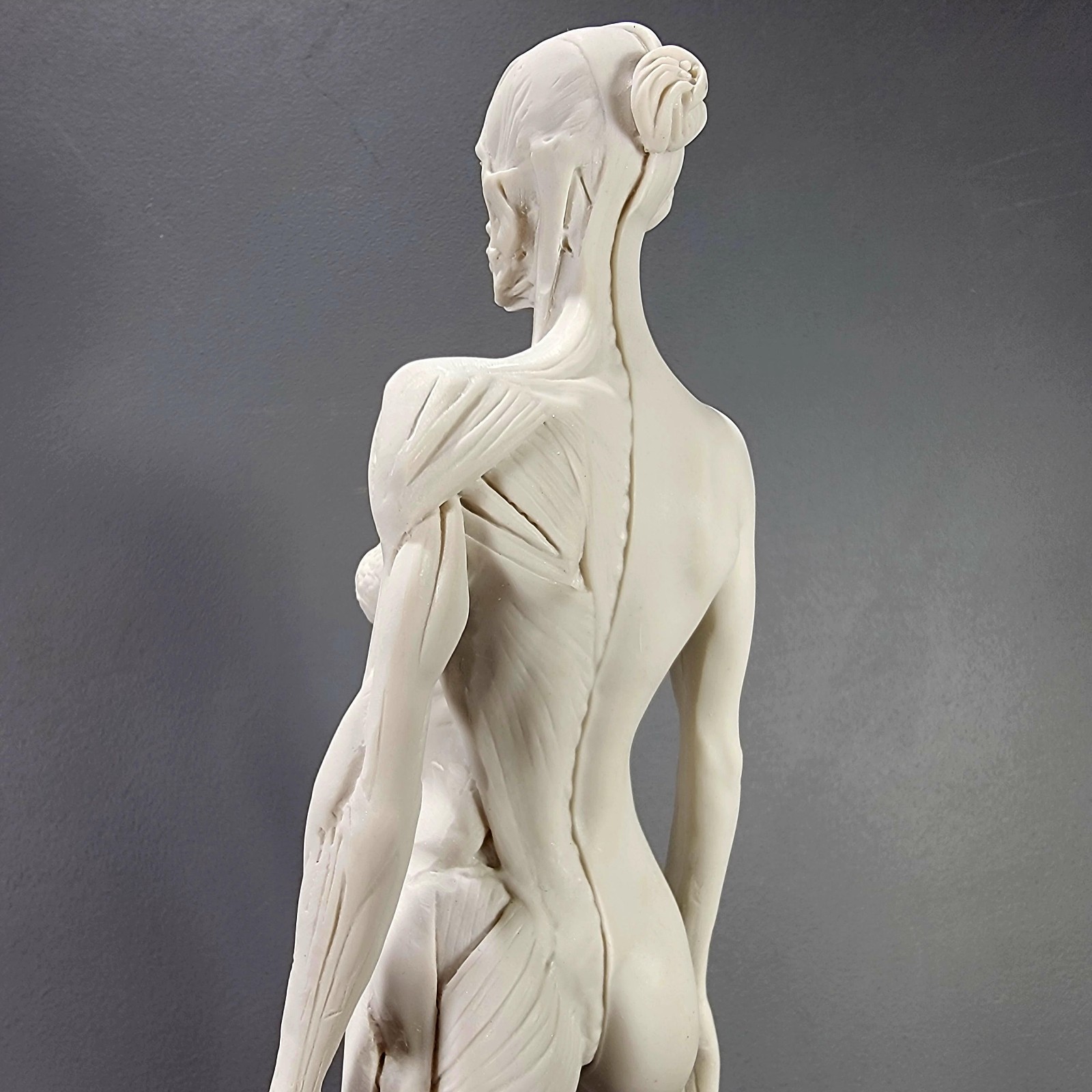 Anatomical Female Medical Model with Muscles, Pure White