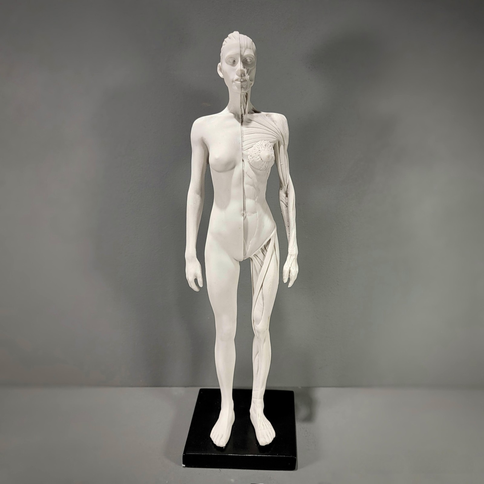 Anatomical Female Medical Model with Muscles, Pure White