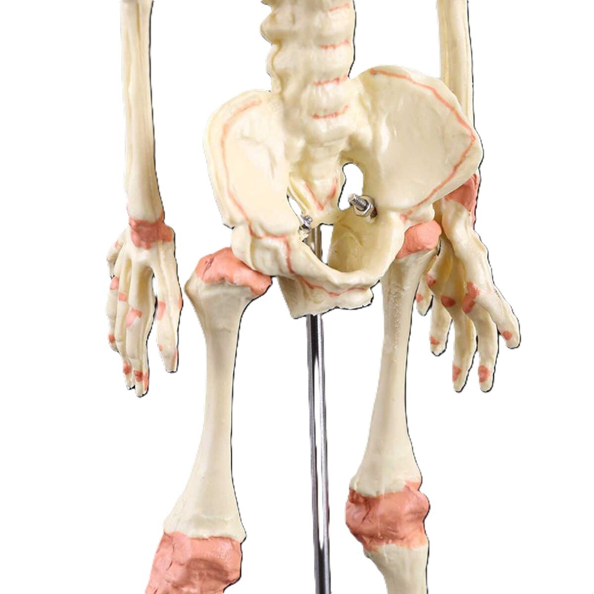 Creepy FETAL HUMAN BABY SKELETON REPLICA w/STAND-Jaw Opens-Halloween Horror Prop