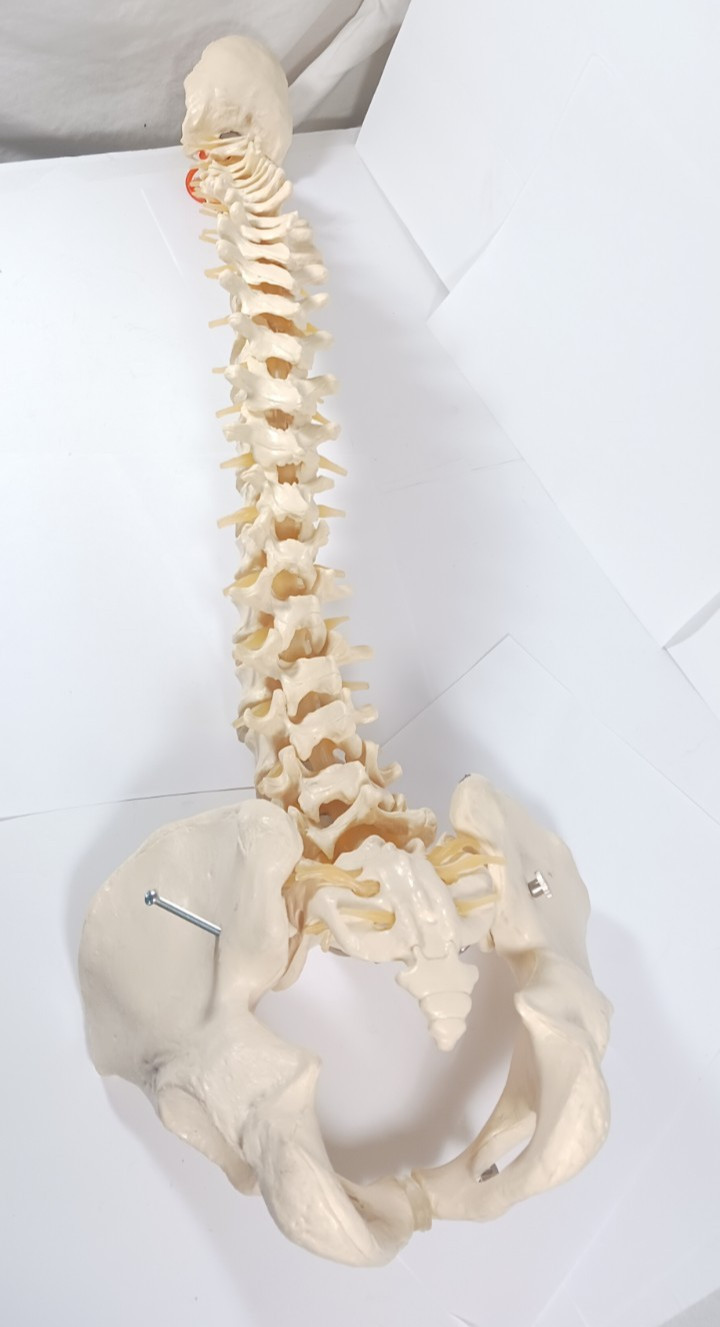 Life-Size Human Spine Model w/ Pelvis & Nerves – Anatomy Medical Study