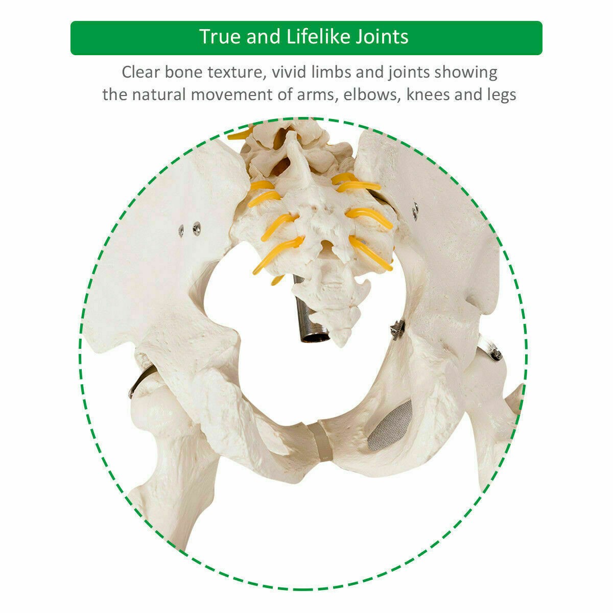 New Life Size Human Anatomical Anatomy Skeleton Medical Model, Stand