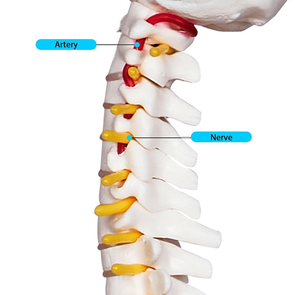 17.72 inch Human Spine with Pelvic Model Human Anatomical Anatomy Spine Model