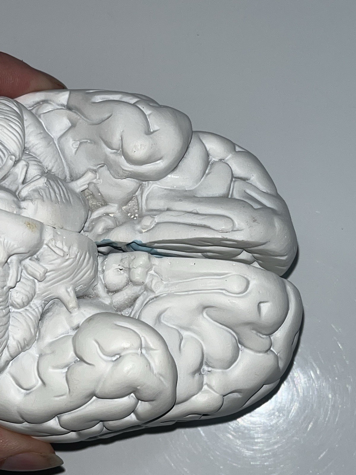 Scientific Model Human Brain 2-part, Display, Paint Your Way, Classroom, Study
