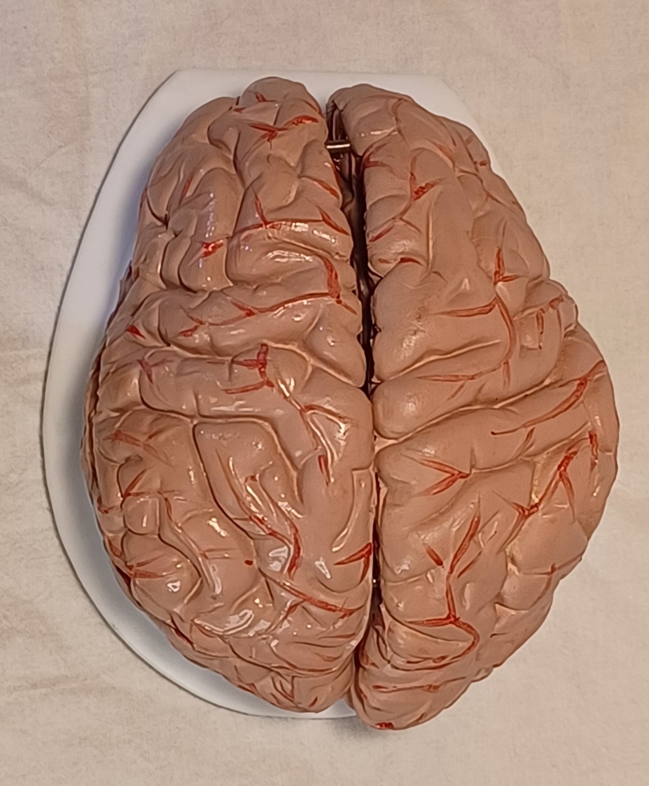 Human Brain Anatomically Sized Model Teaching Study Display Medical Science -Z