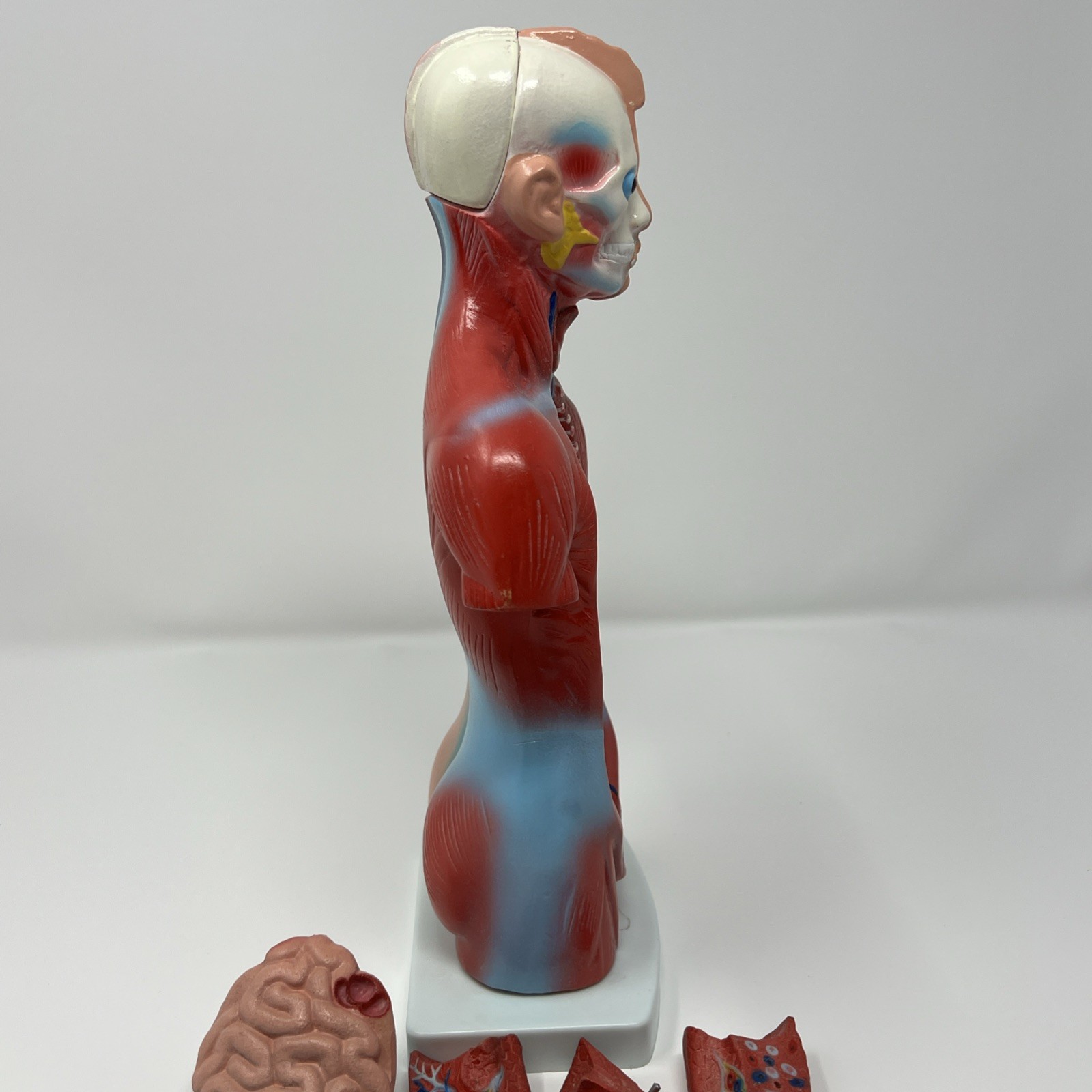 Human Body Medical Anatomy Model Classroom Nirvana In Utero Rubber Plastic Organ