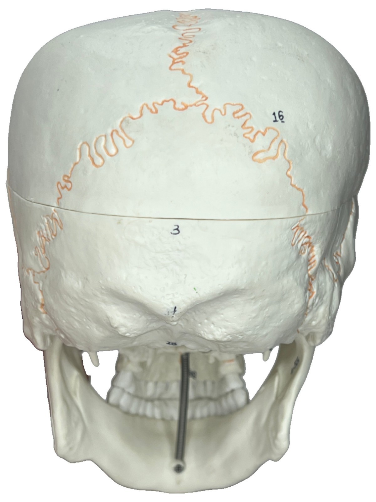 Medical Training Plastic Skull W/ Removable Skull Cap & Spring Jaw Halloween