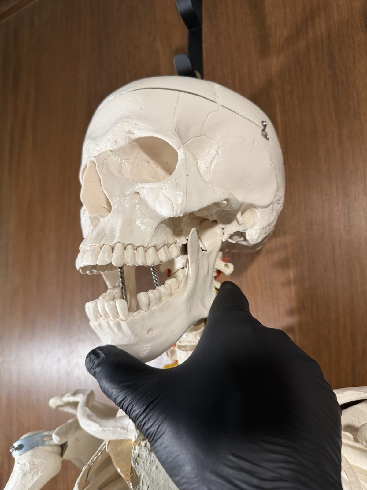 Life Size Human Anatomy Skeleton Hanging Medical Model w/ Spine Nerves