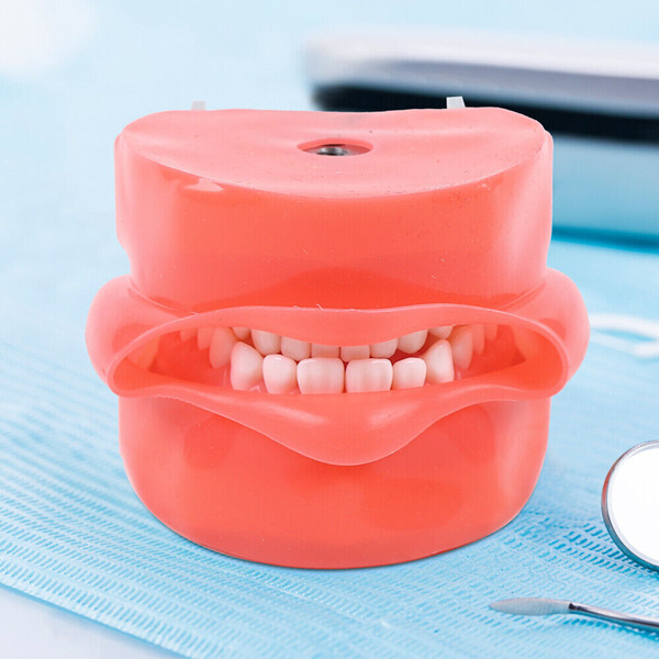 28PCS Dental Teeth Model Manikin Simulator Phantom Teeth Model For Lab Education