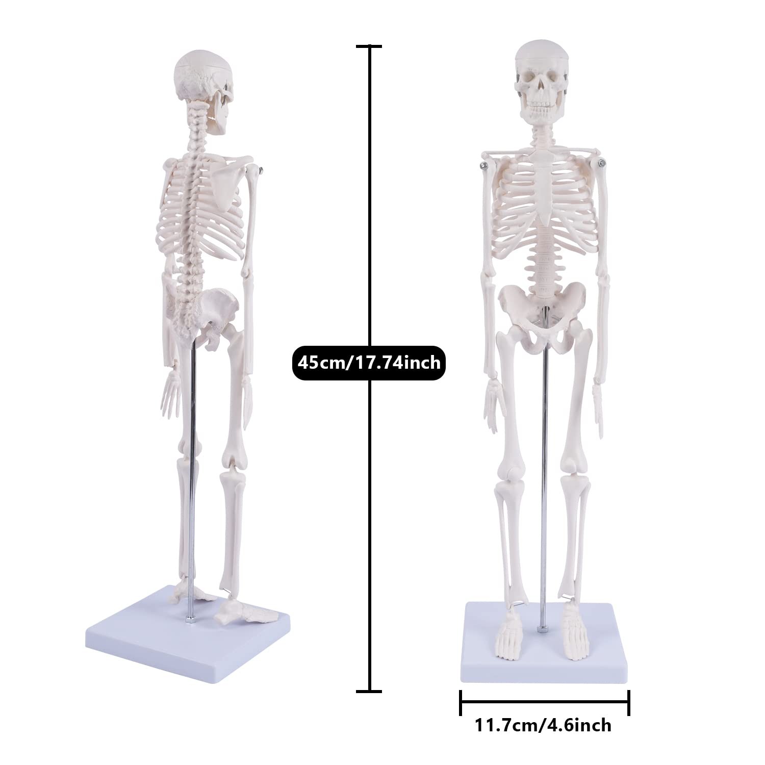 NLShan Human Skeleton Model for Anatomy: 17.7 Inches skeleton model