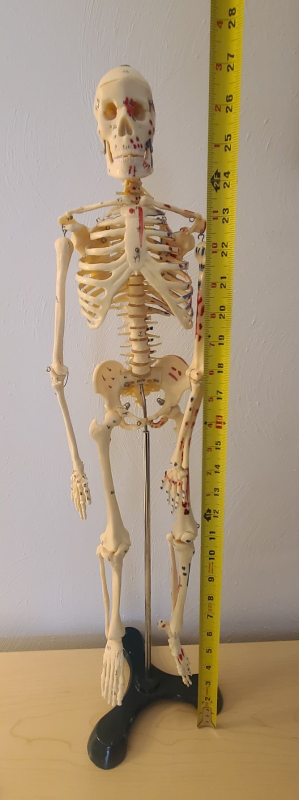 VINTAGE MEDICAL MODEL 27″ SKELETON ON METAL STAND