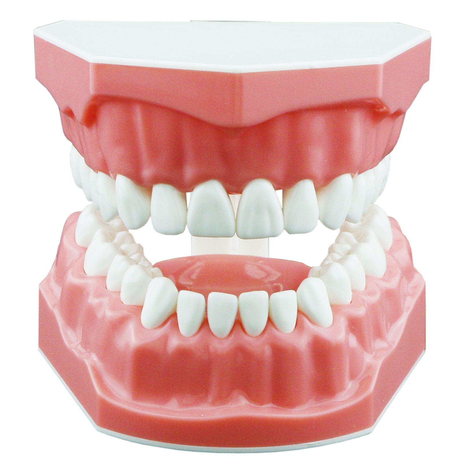 US Dental Typodont Teeth Model with Orthodontic Brackets Brushing