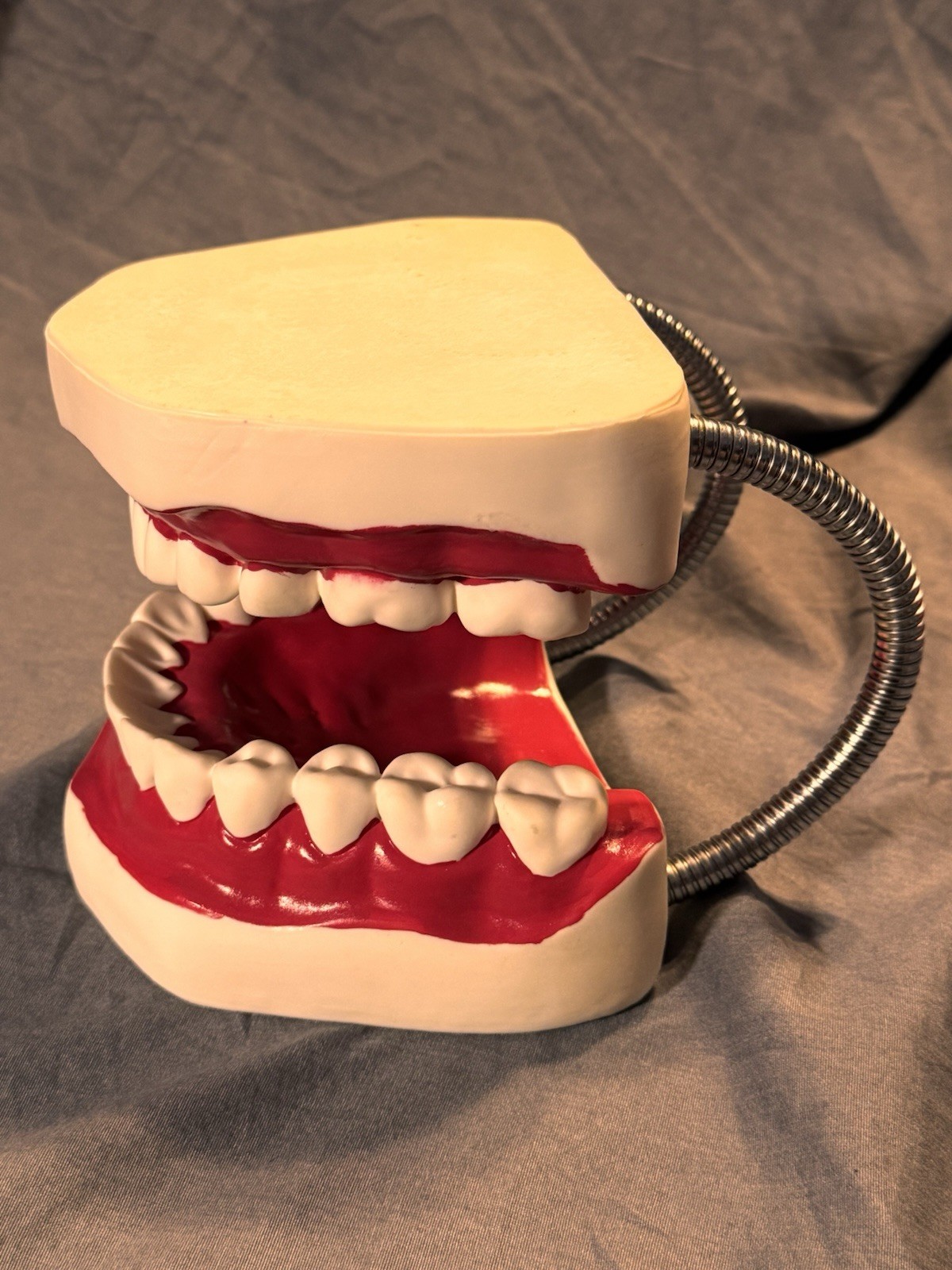 Large Dental Teeth Mouth Model w/ Removable Tongue Dentist Teaching Display Prop