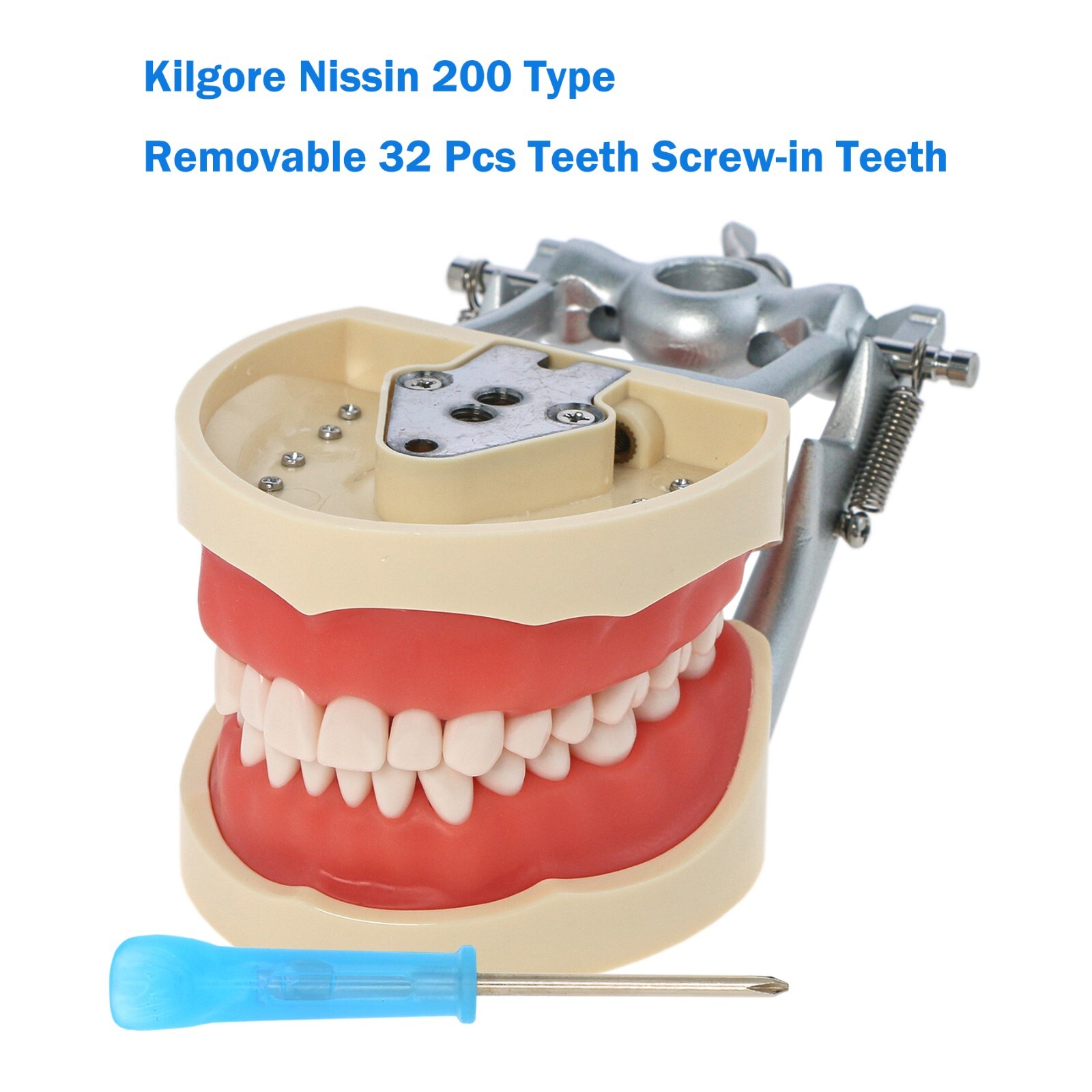 Fits for Kilgore NISSIN 200/500 Type Dental Typodont Model With Removable Teeth