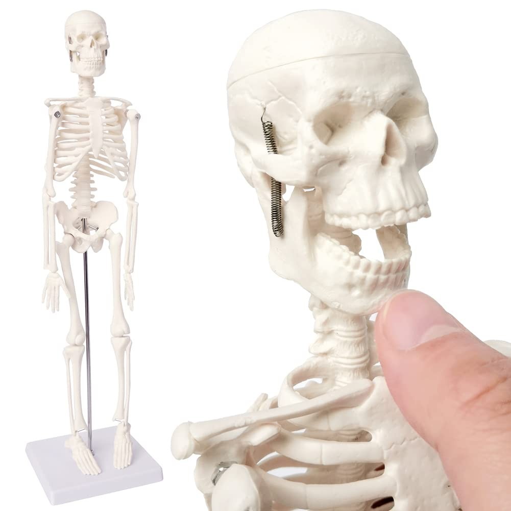 Full Body Human Skeleton Model for Medical Learning