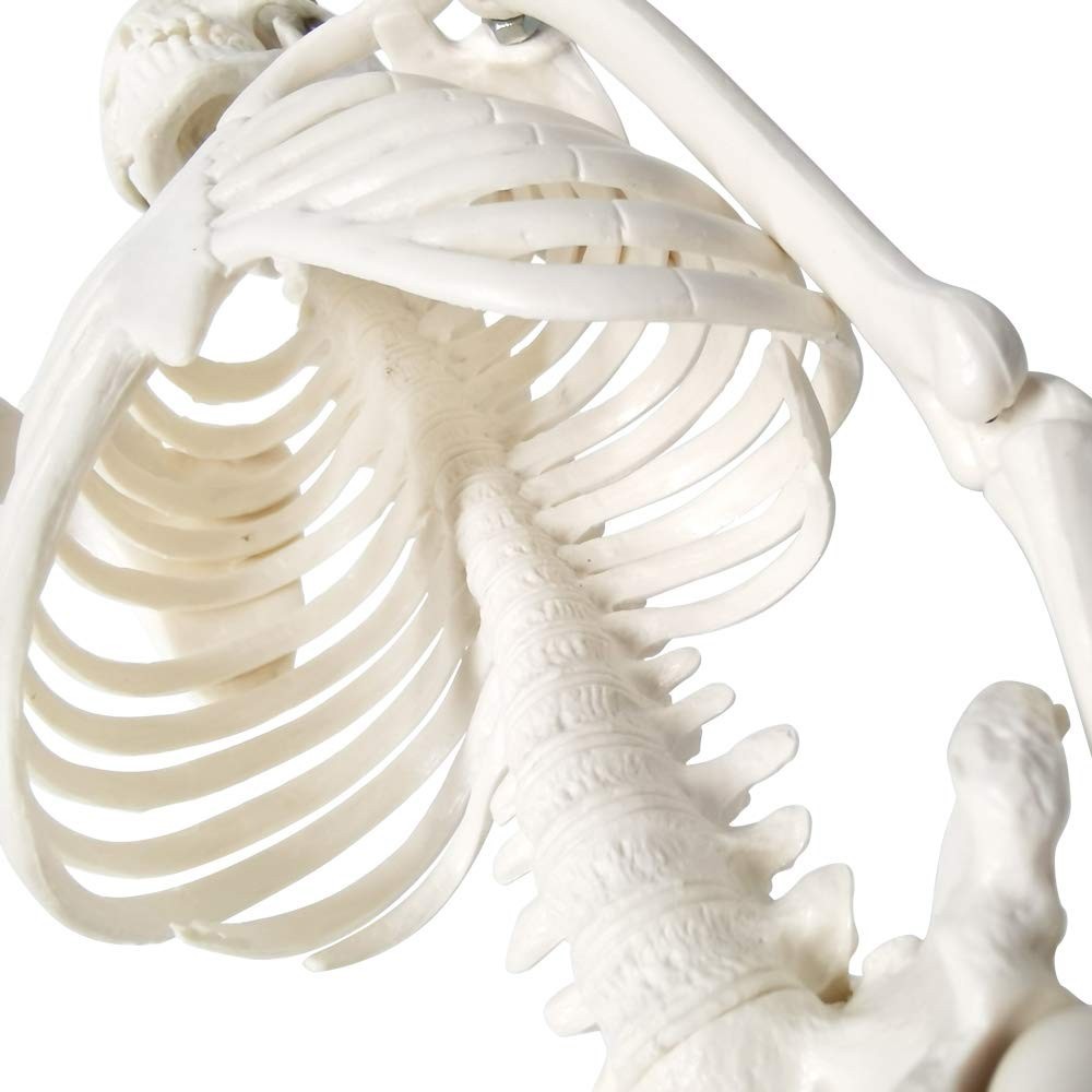 Full Body Human Skeleton Model for Medical Learning