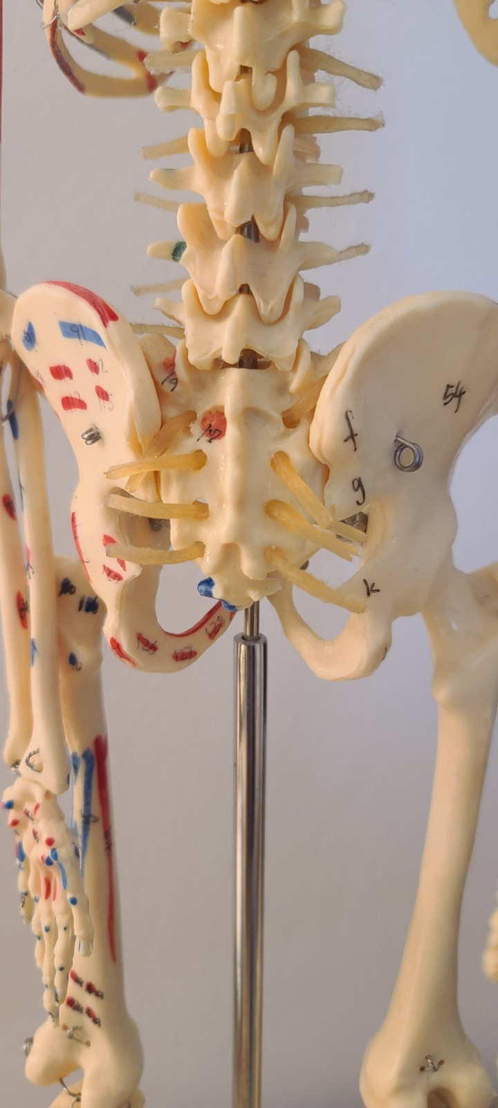 VINTAGE MEDICAL MODEL 27″ SKELETON ON METAL STAND