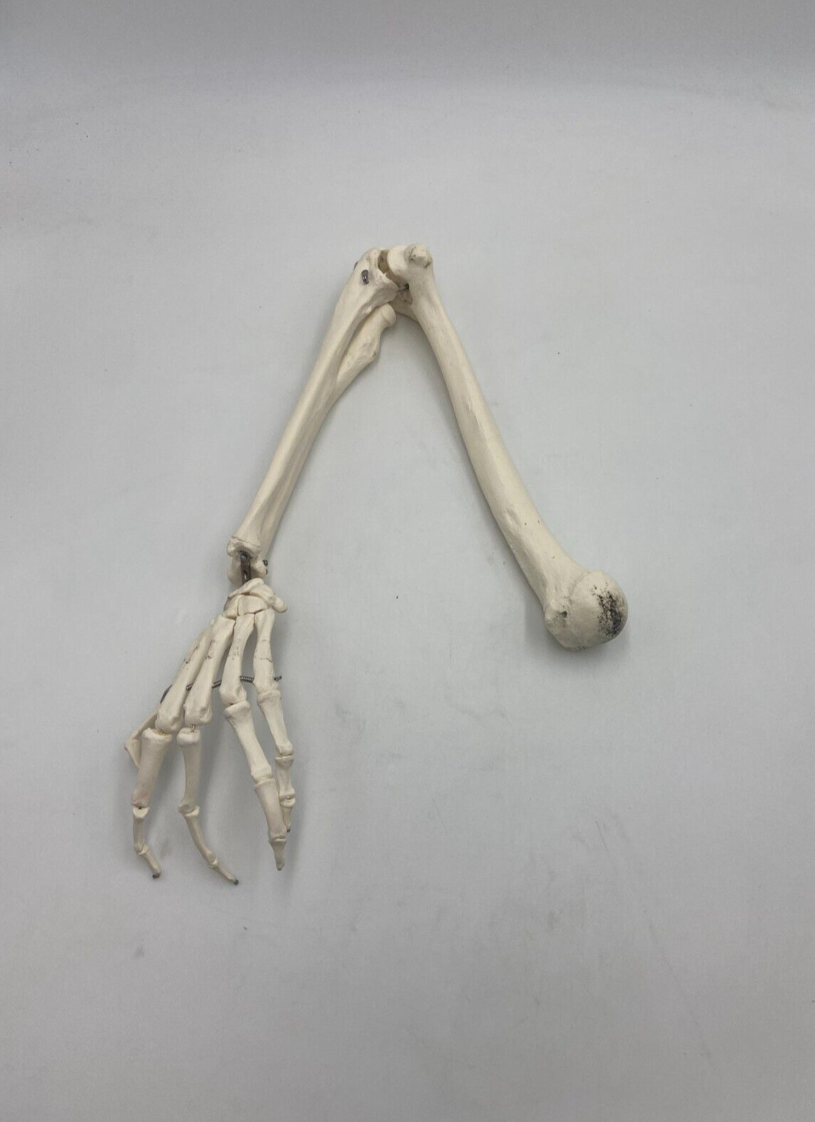 3B Scientific Human *Left* Spare Arm (unpainted) for hanging skeleton – *XA015*