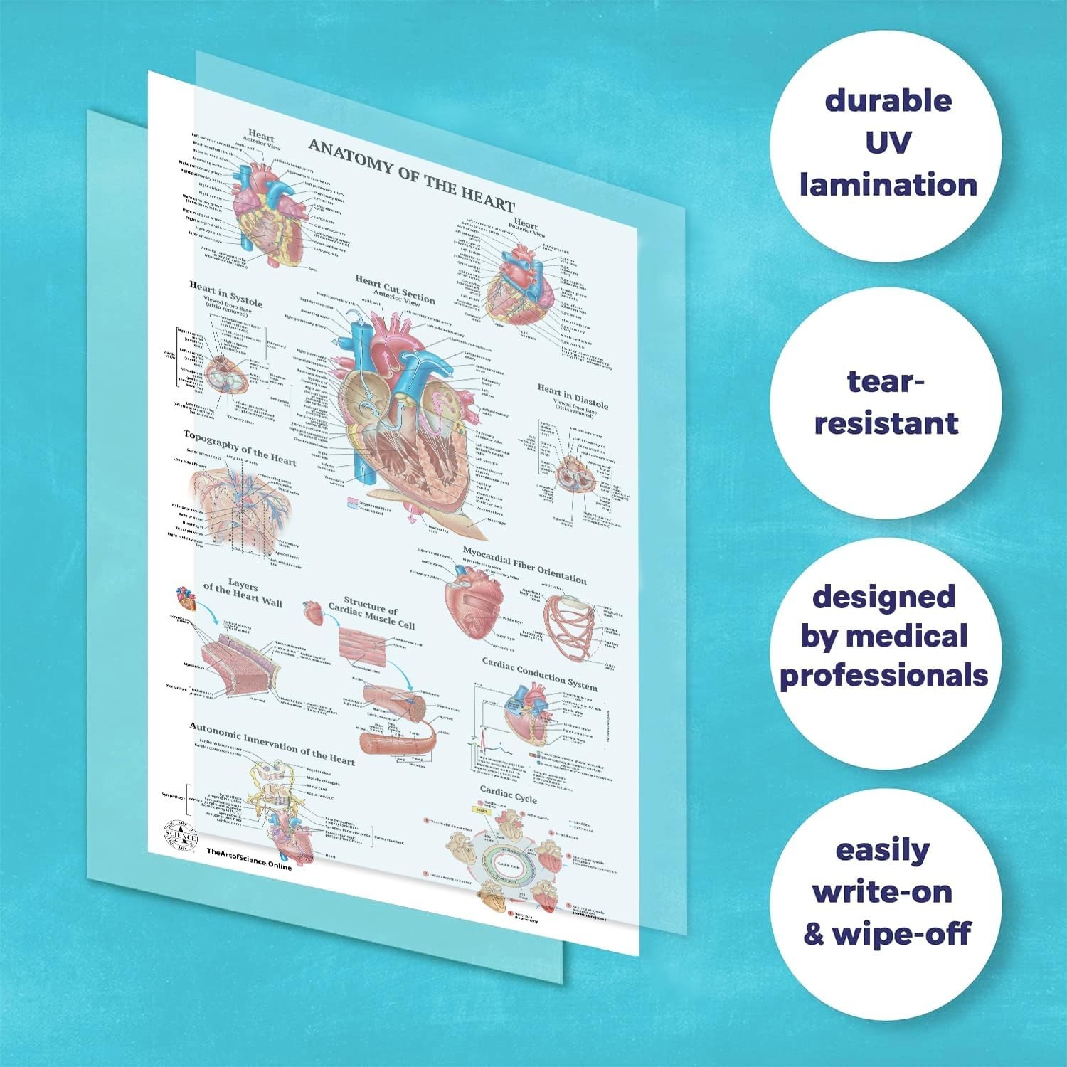 17 Human Anatomy Posters for Classroom & Office – 18×30 Medical Charts