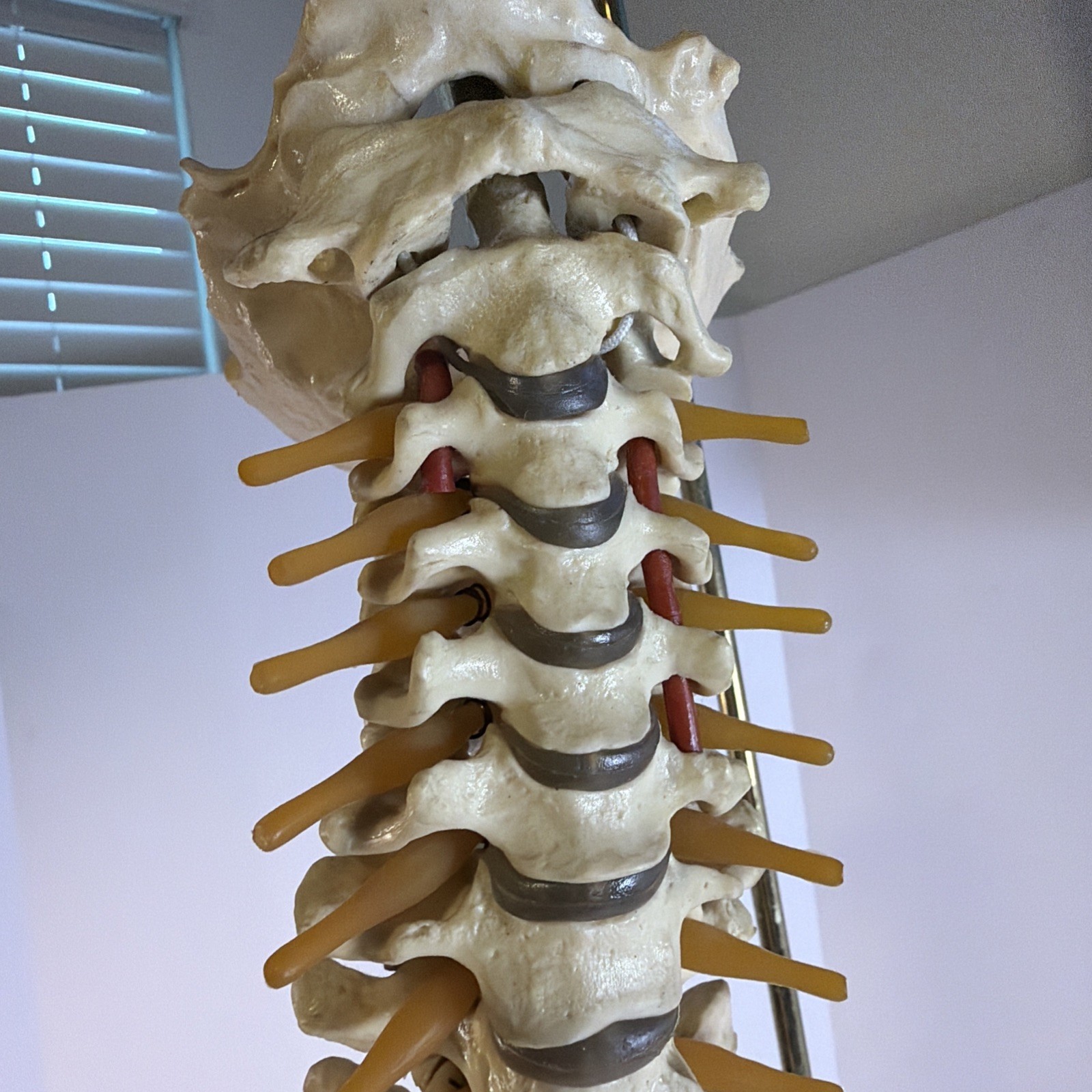 Vintage ORTHOFLEX Human Pelvis Vertebrae Skull Base Spinal Nerve Cord Spine